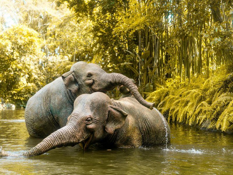 <p>Elefanti, Thailandia</p>